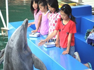 【下田海中水族館】ドルフィンフィーディング